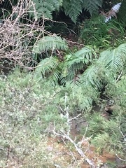 Blechnum novae-zelandiae