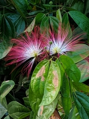 Calliandra trinervia