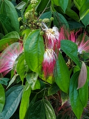 Calliandra trinervia