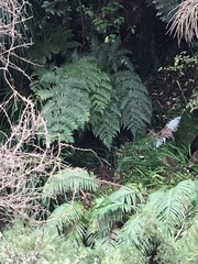 Blechnum novae-zelandiae