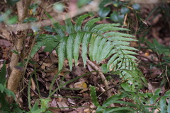 Microlepia marginata
