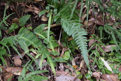 Microlepia marginata