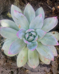 Echeveria colorata