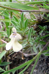 Salvia axillaris