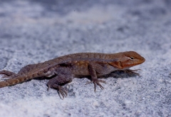 Sceloporus chrysostictus