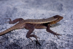 Sceloporus chrysostictus