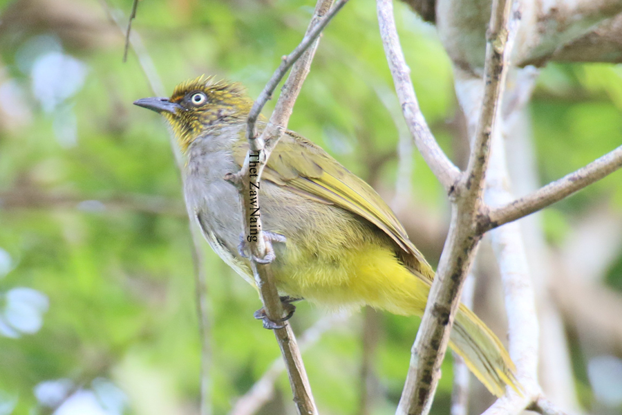 Pale-eyed Bulbul photo