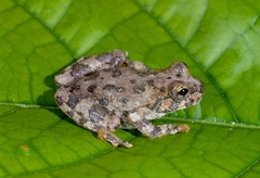 Canyon Treefrog photo 2