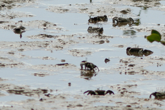 Venitus latreillei