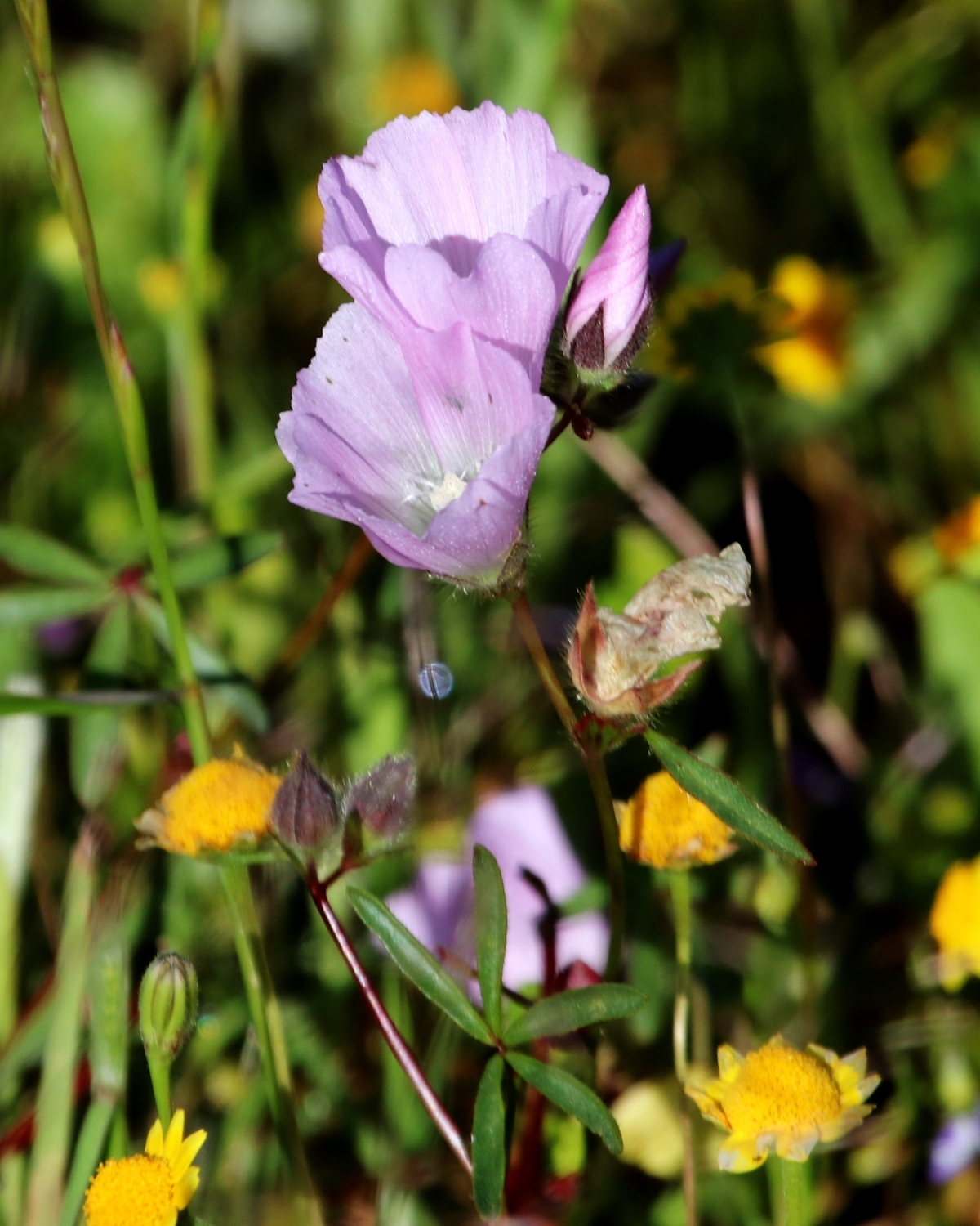 Sidalcea calycosa