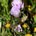 Sidalcea calycosa - Photo (c) subhashc, algunos derechos reservados (CC BY-NC)