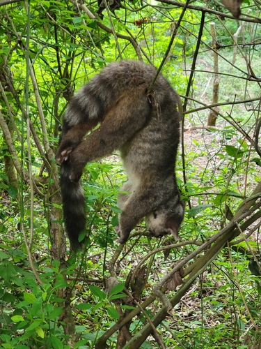 Cacomistle