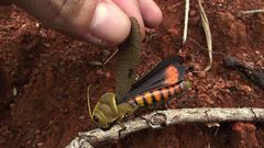 Antiphon acropyrinon