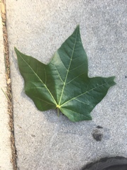 Brachychiton discolor
