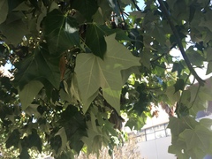 Brachychiton discolor