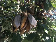 Brachychiton discolor