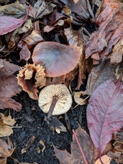 Macrocystidia cucumis