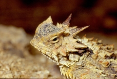 Phrynosoma coronatum