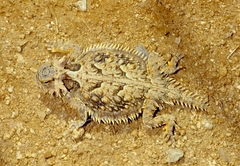 Phrynosoma coronatum