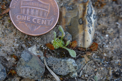 Image of Ancistrocarphus keilii by no rights reserved
