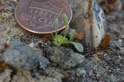 Image of Ancistrocarphus keilii by no rights reserved