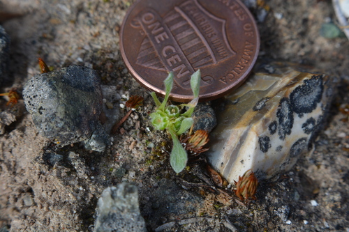 Image of Ancistrocarphus keilii by no rights reserved
