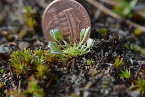 Image of Ancistrocarphus keilii by no rights reserved
