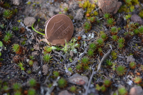 Image of Ancistrocarphus keilii by no rights reserved