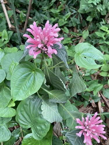 Justicia carnea observed 2023-04-28