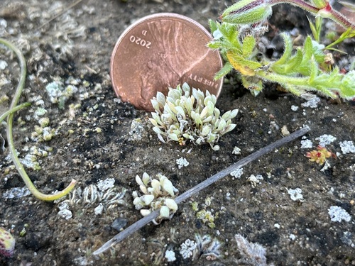 Santa Ynez groundstar (Ancistrocarphus keilii)