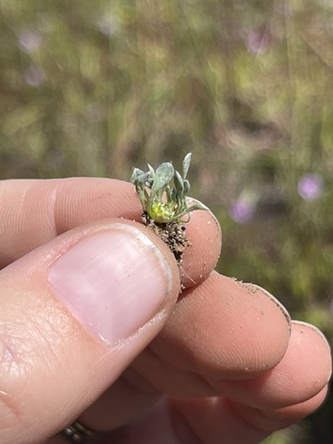 Image of Ancistrocarphus keilii by no rights reserved