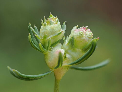 Dasineura asperulae