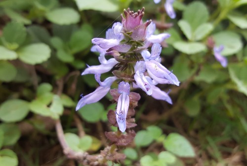 Coleus neochilus