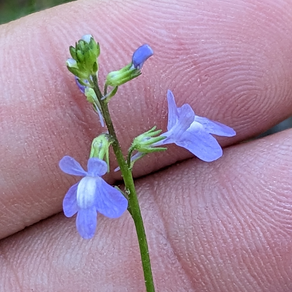 blue toadflax from Laurel, MD 20708, USA on May 14, 2023 at 12:05 PM by ...