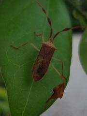 Chondrocera laticornis