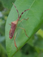 Chondrocera laticornis