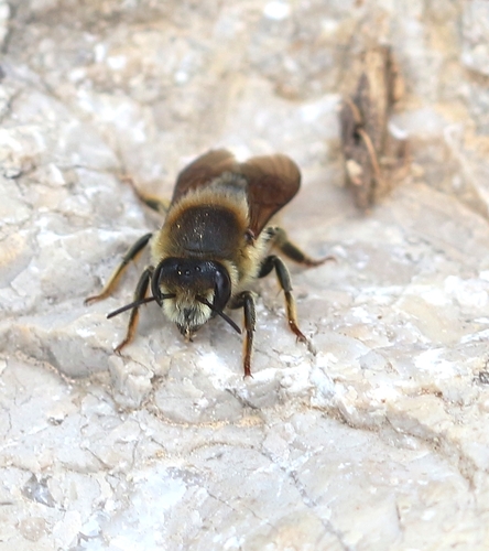 Megachile rufescens