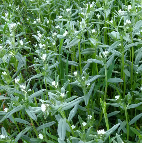 corn gromwell