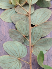 Calliandra trinervia