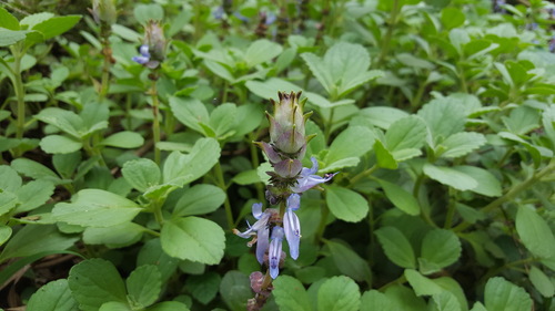 Coleus neochilus