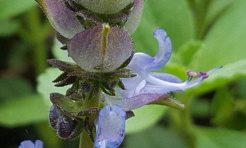 Coleus neochilus
