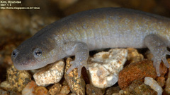 Hynobius leechii