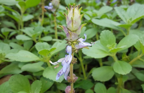 Coleus neochilus