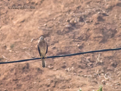Accipiter badius