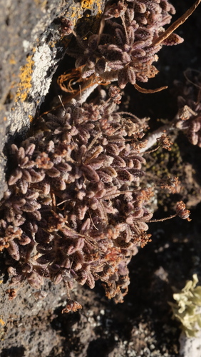 Monanthes subrosulata