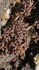 Monanthes subrosulata image