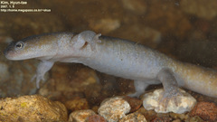Hynobius leechii