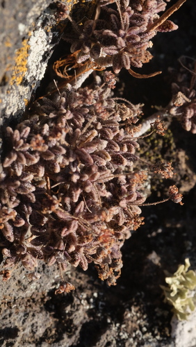 Monanthes subrosulata