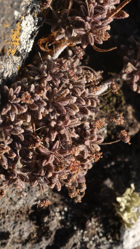 Monanthes subrosulata