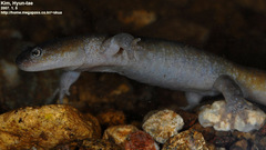 Hynobius leechii